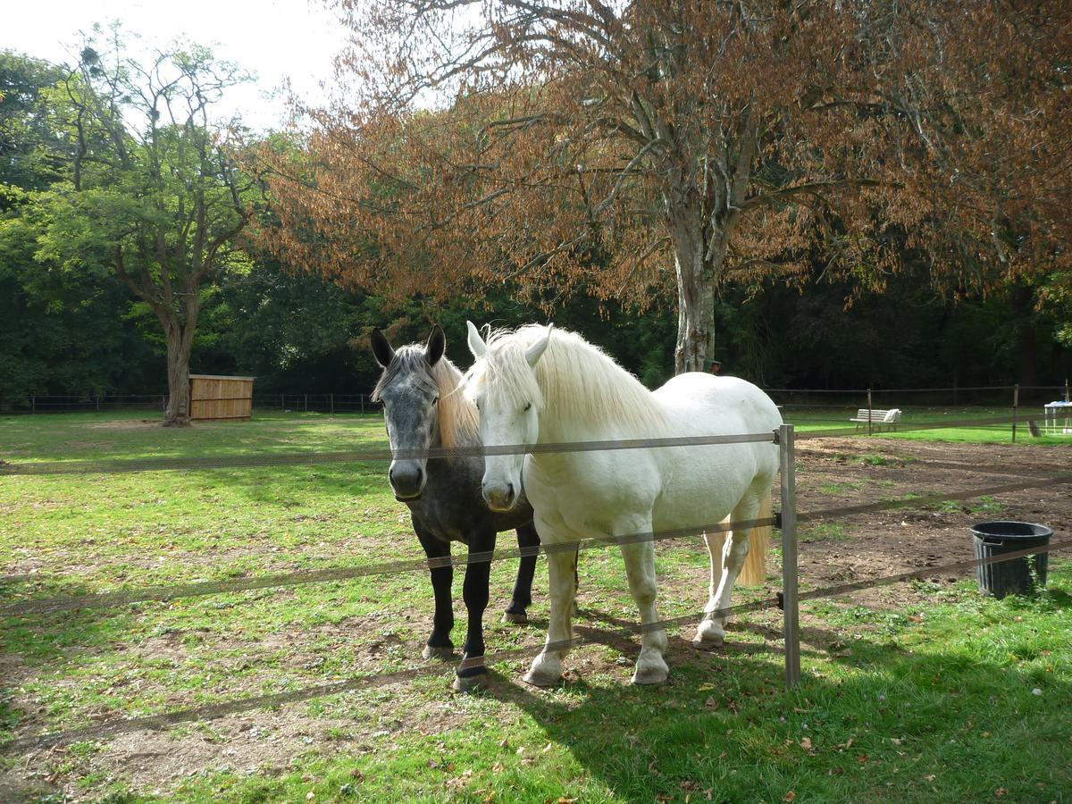 Bed and Breakfast Chateau De Paradis (Adults Only) La Croix-en-Touraine Exterior foto